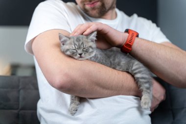 İskoç düz kulaklı gri kedi yavrusu ev sahibinin kollarında uyur. Safkan küçük sevimli İngiliz kedisi genç bir adamın ellerinde uyuyakalıyor. Erkek ve evcil hayvan teması. Erkek, uyuyan kedicik..