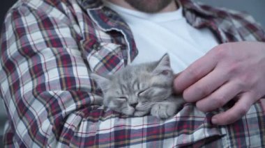 İskoç düz kulaklı gri kedi yavrusu ev sahibinin kollarında uyur. Safkan küçük sevimli İngiliz kedisi genç bir adamın ellerinde uyuyakalıyor. Erkek ve evcil hayvan teması. Erkek, uyuyan kedicik.