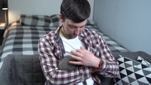 Maschio caucasico tiene piccolo simpatico gattino dritto scozzese grigio in braccia che si addormenta a casa sul divano. Le mani di uomo al sicuro tengono il gattino morbido britannico di sonno minuscolo Purebred. Gatto neonato, animale bambino — Video Stock