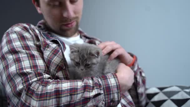 Gli animali amano il tema. L'uomo dolcemente protegge il sonno di razza di gattino britannico l'orecchio principale che tiene in braccia e accarezza a casa. Bella relazione tra umano e animale domestico. scozzese dritto grigio gattino sonno — Video Stock