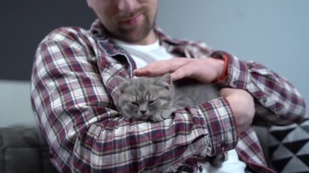 Skotské šedé koťátko s rovnýma ušima spí v náručí majitele domu. Plnokrevný malý roztomilý britský kocour usne v rukou mladého muže. Téma člověka a zvířete. Mužské mazlení spící kotě — Stock video