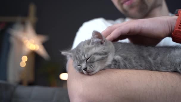 Maschio caucasico tiene piccolo simpatico gattino dritto scozzese grigio in braccia che si addormenta a casa sul divano. Le mani di uomo al sicuro tengono il gattino morbido britannico di sonno minuscolo Purebred. Gatto neonato, animale bambino — Video Stock