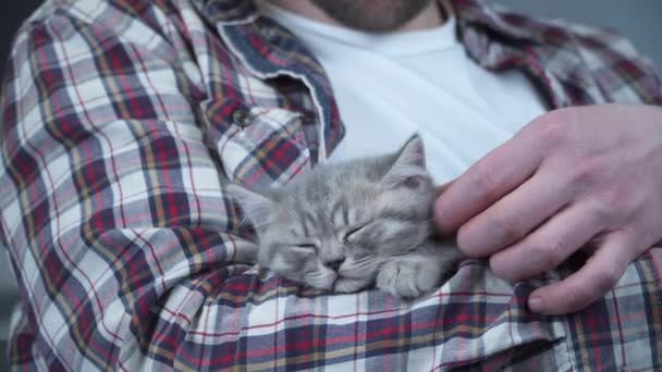 Шотландский прямоухий серый котенок спит на руках хозяина дома. Тщательно породистая маленькая британская кошка засыпает в руках молодого человека. Мужчина и любимая тема. Мужской ласковый спящий котенок — стоковое видео
