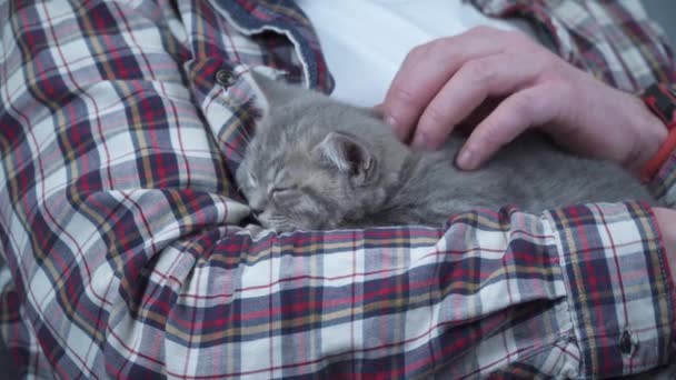 Caucásico macho sostiene pequeño lindo gris escocés recta gatito en brazos que se duerme en casa en sofá. Las manos del hombre sostienen con seguridad diminuto durmiendo British Purebred gatito esponjoso. Gato recién nacido, animal niño — Vídeos de Stock