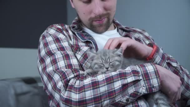 İskoç düz kulaklı gri kedi yavrusu ev sahibinin kollarında uyur. Safkan küçük sevimli İngiliz kedisi genç bir adamın ellerinde uyuyakalıyor. Erkek ve evcil hayvan teması. Erkek, uyuyan kedicik. — Stok video