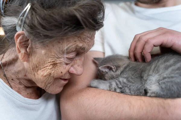 Mujer Mayor Ternura Besos Lindo Gris Escocés Recta Gatito Sofá —  Fotos de Stock