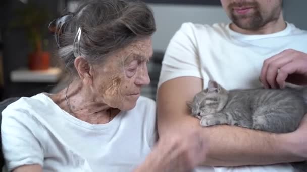 Végzős nő gyengédség, csókol aranyos szürke skót heteró cica kanapén idősek otthonában önkéntessel. Kitty terápia. Nagymama és felnőtt unoka simogatás, együtt töltött idő kisállat — Stock videók