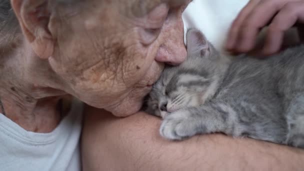 Нежность пожилой женщины, целует милого серого шотландского котенка на диване в доме престарелых с волонтером. Китти терапия. Бабушка и взрослый внук гладят, проводят время вместе с домашним животным — стоковое видео