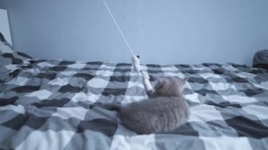 Kedi çocuk evde oynuyor. Hayvan bebekler. Evcil hayvanlar sever. İngiliz kısa kedisi, evde yatakta oyuncakla oynayan sevimli kedi yavrusu. İskoç cinsinin güzel safkan kedisi ipte kedi oyuncağıyla oynuyor.