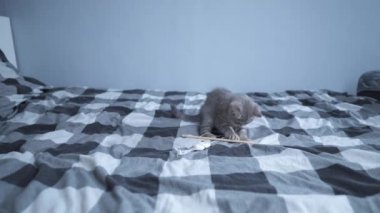 İskoç heteroseksüel soyundan küçük komik bir kedi yavrusu evde yatakta oyuncaklarla oynarken eğleniyor. Genç, düz kulaklı İngiliz kedisi kareli yatakta oyuncak arıyor. Kedi yavrusu tüy oyuncağıyla oynuyor.