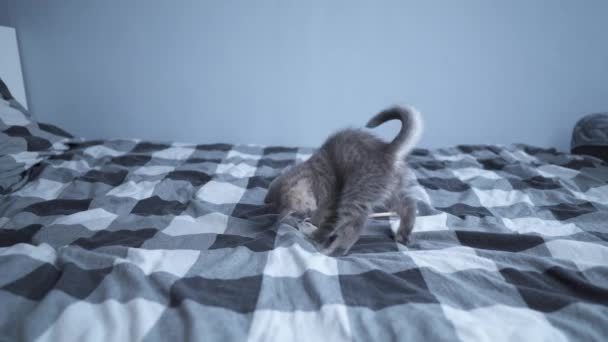 Kotek bawi się w domu. Zwierzę. Zwierzęta kochają. Brytyjski kot, słodki kotek bawiący się zabawką w domu. Piękny kot czystej krwi rasy szkockiej bawi się na sznurku zabawką dla kotów — Wideo stockowe