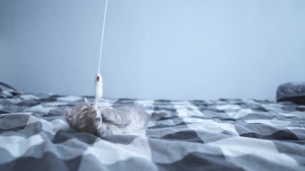 Vollblut reinrassige Babykatze Scottish straight grey mit Streifenfarbe fröhlich und aktiv spielt mit Spielzeug zu Hause auf dem Bett. Lustiges Kätzchen britischer Rasse tobt, jagt mit Spielzeug an der Schnur — Stockvideo