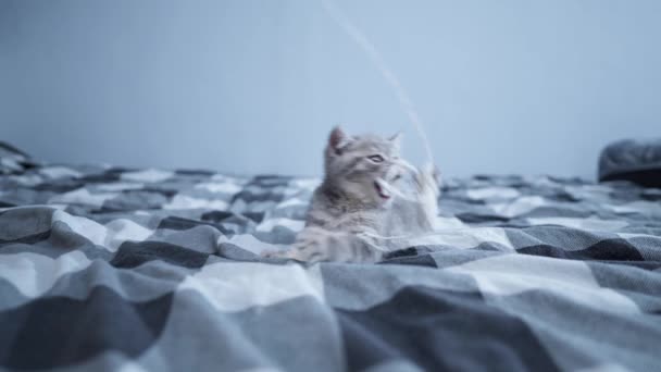 Kis vicces cica -ból Skót Egyenes tenyészt birtokol móka játék -val játék -on húr -on ágy otthon. Fiatal szürke egyenes fülű brit macska vadászik játék kockás ágy. A macska tollas játékkal játszik. — Stock videók