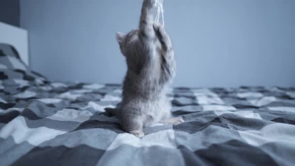 Маленький забавный котенок шотландской породы Straight весело играет с игрушкой на веревке на кровати дома. Молодой серый британский кот охотится за игрушками на клетчатой кровати. Котёнок играет с перьевой игрушкой — стоковое видео