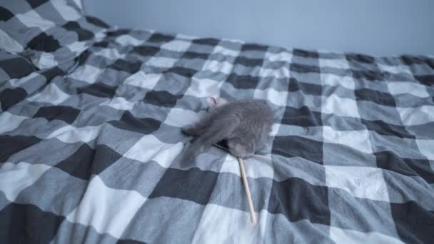 Niño gato jugando en casa. Bebés animales. Amor de mascotas. Británico taquigrafía gato, lindo gatito jugando con juguete en cama en casa. hermoso pura crianza gato de escocés crianza juega con gatito juguete en cuerda — Vídeos de Stock