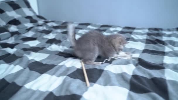 Cat kid playing at home. Animal babies. Pets love. British shorthair cat, cute kitten playing with toy on bed at home. Beautiful purebred cat of Scottish breed plays with kitty toy on string — Stock Video