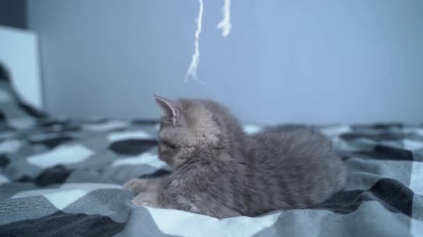 Vollblut reinrassige Babykatze Scottish straight grey mit Streifenfarbe fröhlich und aktiv spielt mit Spielzeug zu Hause auf dem Bett. Lustiges Kätzchen britischer Rasse tobt, jagt mit Spielzeug an der Schnur — Stockvideo