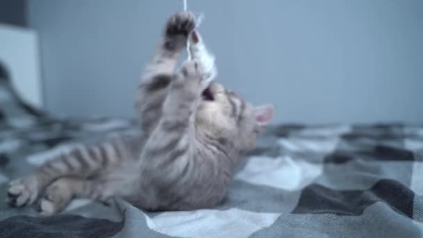 Pequeño divertido gatito de escocés recta crianza tiene divertido jugando con juguete en cuerda en cama en casa. Gato británico de orejas rectas de color gris joven caza juguetes en la cama a cuadros. gatito jugando con plumas juguete — Vídeo de stock