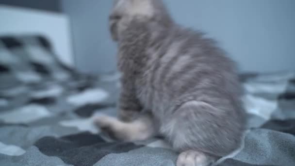 Um miúdo gato a brincar em casa. Bebés animais. Animais de estimação adoram. Britânico gato shorthair, gatinho bonito brincando com brinquedo na cama em casa. Belo gato de raça escocesa de raça pura brinca com brinquedo de gatinho na corda — Vídeo de Stock