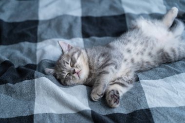Güzel gri tekir kedi evdeki yatakta ekose battaniyenin üzerinde tatlı tatlı uyur. İskoç heteroseksüel kedi yavrusu patisini uzatmış, sırt üstü uzanıyor ve rüyalar görüyor. Hayvan çocuk uykuya daldı..
