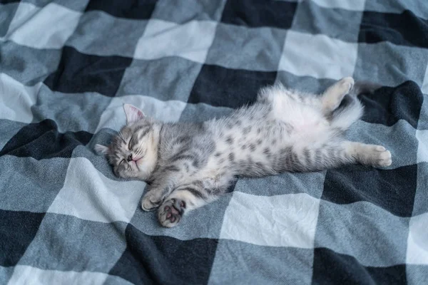 美しい小さな灰色のタビー猫は 自宅でベッドの上でプレイ毛布の上で甘い眠ります スコットランドのストレート品種の子猫は 足で後ろに横になって面白いと夢を見て広がっています 動物の子供が眠って — ストック写真