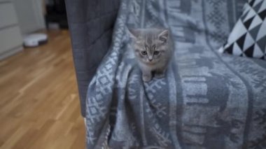 Evcil hayvan ve ev işi, akıllı teknoloji. Robot elektrikli süpürge ve küçük, evde gri tekir İskoç Heteroseksüel kedi oynuyorlar. Kedi çocuk ve robot elektrikli süpürge odada. Akıllı ev, günlük süpürme.