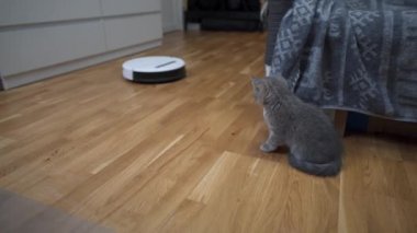 Temizlik teması, akıllı teknoloji ve evcil hayvanlar. Evde gri İskoç kedi yavrusu oynarken, otomatik robot elektrikli süpürge odayı temizliyor. Robotik elektrikli süpürgedeki kedi. Ev otomatik temizlik