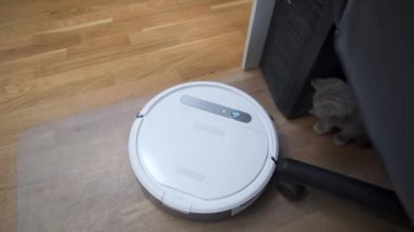 Temizlik teması, akıllı teknoloji ve evcil hayvanlar. Evde gri İskoç kedi yavrusu oynarken, otomatik robot elektrikli süpürge odayı temizliyor. Robotik elektrikli süpürgedeki kedi. Ev otomatik temizlik