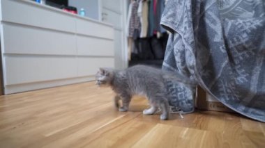 Temizlik teması, akıllı teknoloji ve evcil hayvanlar. Evde gri İskoç kedi yavrusu oynarken, otomatik robot elektrikli süpürge odayı temizliyor. Robotik elektrikli süpürgedeki kedi. Ev otomatik temizlik