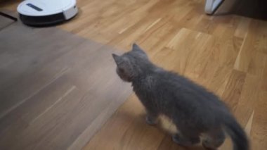 Evde otomatik ekipman işe yarıyor. Çizgili İskoç renkli komik kedi yavrusu evde robot elektrikli süpürge temizleme odasında oynarken oynuyor. Akıllı ev aletleri