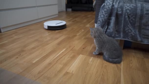 Temizlik teması, akıllı teknoloji ve evcil hayvanlar. Evde gri İskoç kedi yavrusu oynarken, otomatik robot elektrikli süpürge odayı temizliyor. Robotik elektrikli süpürgedeki kedi. Ev otomatik temizlik — Stok video