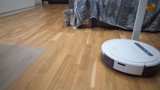 ペットと家事、スマートテクノロジー。ロボット掃除機と小さな家庭で灰色のタブスコティッシュストレート子猫を再生します。猫の子供と部屋のロボット掃除機。スマートホーム、毎日の真空 — ストック動画