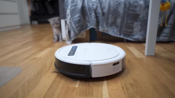 Attrezzature automatiche che aiutano in casa. Divertente gattino scozzese Straight razza di colore grigio con strisce gioca a casa mentre un robot automatico aspirapolvere stanza di pulizia. Elettrodomestici intelligenti — Video Stock