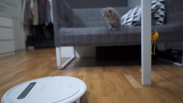 Evcil hayvan dostu temizlemek için akıllıca bir teknoloji. Yuvarlak beyaz robot süpürge yerleri temizlerken gri İskoç heteroseksüel kedi evde tasasız oynuyor. Küçük kedi ve robot elektrikli süpürge odada. — Stok video