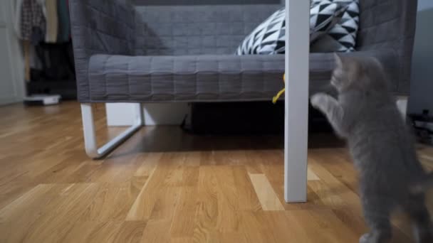 가정내 의자 동장 치가 도움이 된다. 스코틀랜드 직립 종 회색 줄무늬가 있고 집에서는 줄무늬가 있는 특이 한 고양이와 자동 로봇 청소기 청소 실 이 있다. 스마트 한 가정용 기구 — 비디오