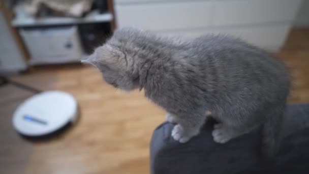 Slimme technologieën voor het reinigen huisdiervriendelijk. Ronde witte robot stofzuiger reinigt vloer terwijl grijs Schotse rechte kitten zorgeloos thuis speelt. Kleine kat en robot stofzuiger in de kamer — Stockvideo