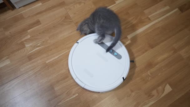 Automatische Geräte helfen im Haushalt. Lustige Kätzchen der schottischen geraden Rasse von grauer Farbe mit Streifen spielt zu Hause, während ein automatischer Staubsaugerroboter Reinigungsraum. Intelligente Haushaltsgeräte — Stockvideo