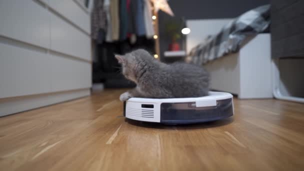 Reinigungsthema, intelligente Technologie und Haustiere. Der automatische Staubsaugerroboter reinigt den Raum, während das graue schottische Kätzchen zu Hause gespielt wird. Katze auf Staubsaugerroboter im Haus. Automatische Reinigung zu Hause — Stockvideo