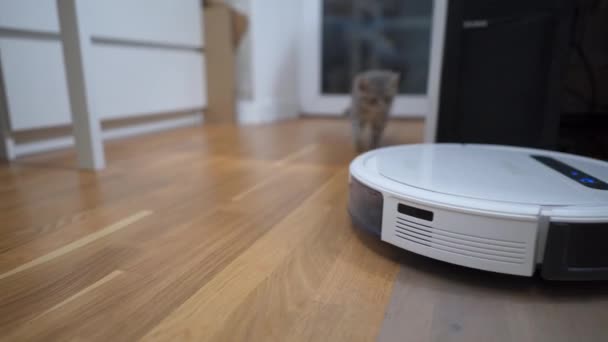 Evcil hayvan ve ev işi, akıllı teknoloji. Robot elektrikli süpürge ve küçük, evde gri tekir İskoç Heteroseksüel kedi oynuyorlar. Kedi çocuk ve robot elektrikli süpürge odada. Akıllı ev, günlük süpürme. — Stok video