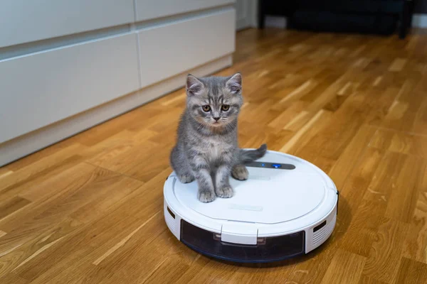 Automatic equipment helping in household. Funny kitten of Scottish Straight breed of gray color with stripes plays at home while an automatic robot vacuum cleaner cleaning room. Smart home appliances.