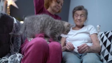 Kedi terapisi. Büyükanne ve büyükbaba günü. İki yaşlı kadın evdeki kanepede kedi oyuncağıyla oynuyorlar. Kıdemli anne ve olgun kız ve neşeli İskoç bir kedi birlikte vakit geçirir.