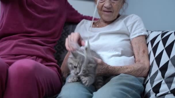 Kedi terapisi. Olgun kız, huzurevinde yaşlı anneyi ziyaret eder, onunla ve kanepede kedi yavrusuyla oynar. Yaşlı kadın gri İskoç heteroseksüel kedi yavrusuyla eğleniyor. Evcil hayvan ve aile — Stok video