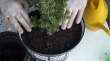 Bahçe işleri konsepti. Yeni bitkilerin kökeni naklediliyor ve tohumlanıyor. El ve tencerelere yakın çekim. Erkek bahçıvan ev bitkisi Conic Ladin 'i gri bir duvarın arka planında yeni bir çömleğe naklediyor.
