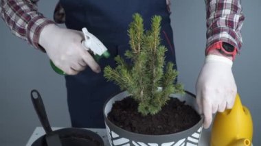 İç mekan bitkileri naklediliyor. Evde bahçıvanlık. Bitki bakımı. İnsan, ladin bitkilerini eskisinden yenisine nakleder. Erkek bahçıvanın yeşil köknar ağacını çömleğe nakledişinin kırpılmış görüntüsü. İçeriye ekme