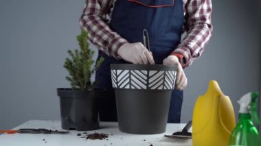 Üniformalı erkek bahçıvanın elleri ve eldiven nakledilen kozalaklı kozalaklı her zaman yeşil ağaçtan ev bitkisini gri arka planda yeni bir çömleğe yerleştirir. Küçük ladin ağacını büyük tencerede yeniliyorum.