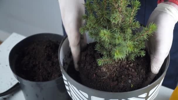 Gardening concept. Transplanting and seeding new plants fir-tree. Closeup on hands and pots. Man gardener transplants houseplant Conic spruce in new pot inside on the background of a gray wall — Stock Video
