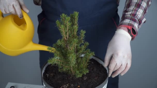 Mains gros plan du jardinier mâle en uniforme et gants transplantations maison plante du genre de conifères arbres à feuilles persistantes dans un nouveau pot sur fond gris à l'intérieur. Replanter un petit épinette dans un grand pot — Video