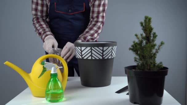 Concepto de jardinería. Trasplante y siembra de nuevas plantas de abeto. Primer plano de las manos y ollas. Hombre jardinero trasplanta planta planta de interior Abeto cónico en maceta nueva en el fondo de una pared gris — Vídeos de Stock