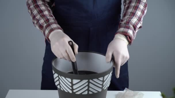 Las manos del jardinero masculino trasplantan abeto pequeño en una maceta nueva en el estudio sobre fondo gris. Jardinería y cuidado de plantas domésticas. Trasplante de abeto de planta de interior de maceta pequeña a grande en casa — Vídeos de Stock