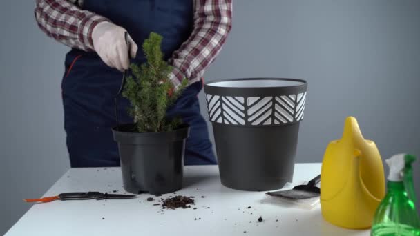 Concetto di giardinaggio. Trapianto e semina di nuove piante abete. Primo piano su mani e pentole. Uomo giardiniere trapianti pianta d'appartamento Abete rosso conico in nuovo vaso all'interno sullo sfondo di una parete grigia — Video Stock